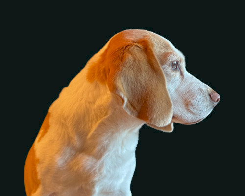 Dog Hilde, CFO salesjob Headhunters